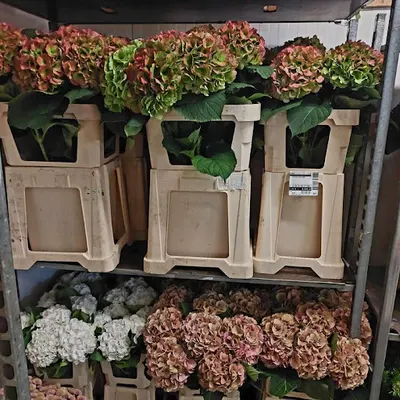 Hurtownia kwiatów Śmigielscy Legnica